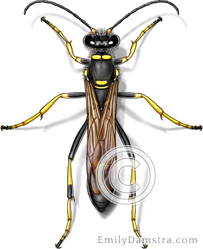 Black and Yellow Mud Dauber identification photo