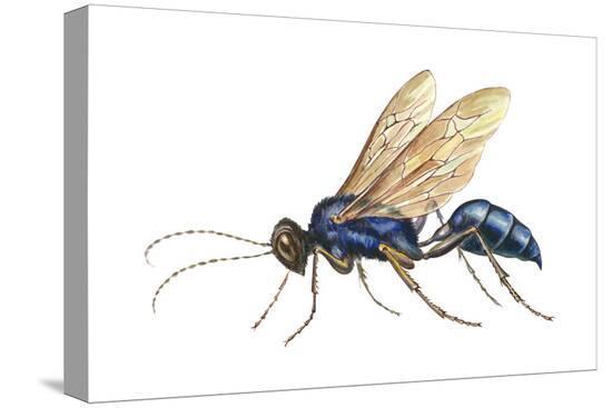 Blue Mud Dauber identification photo