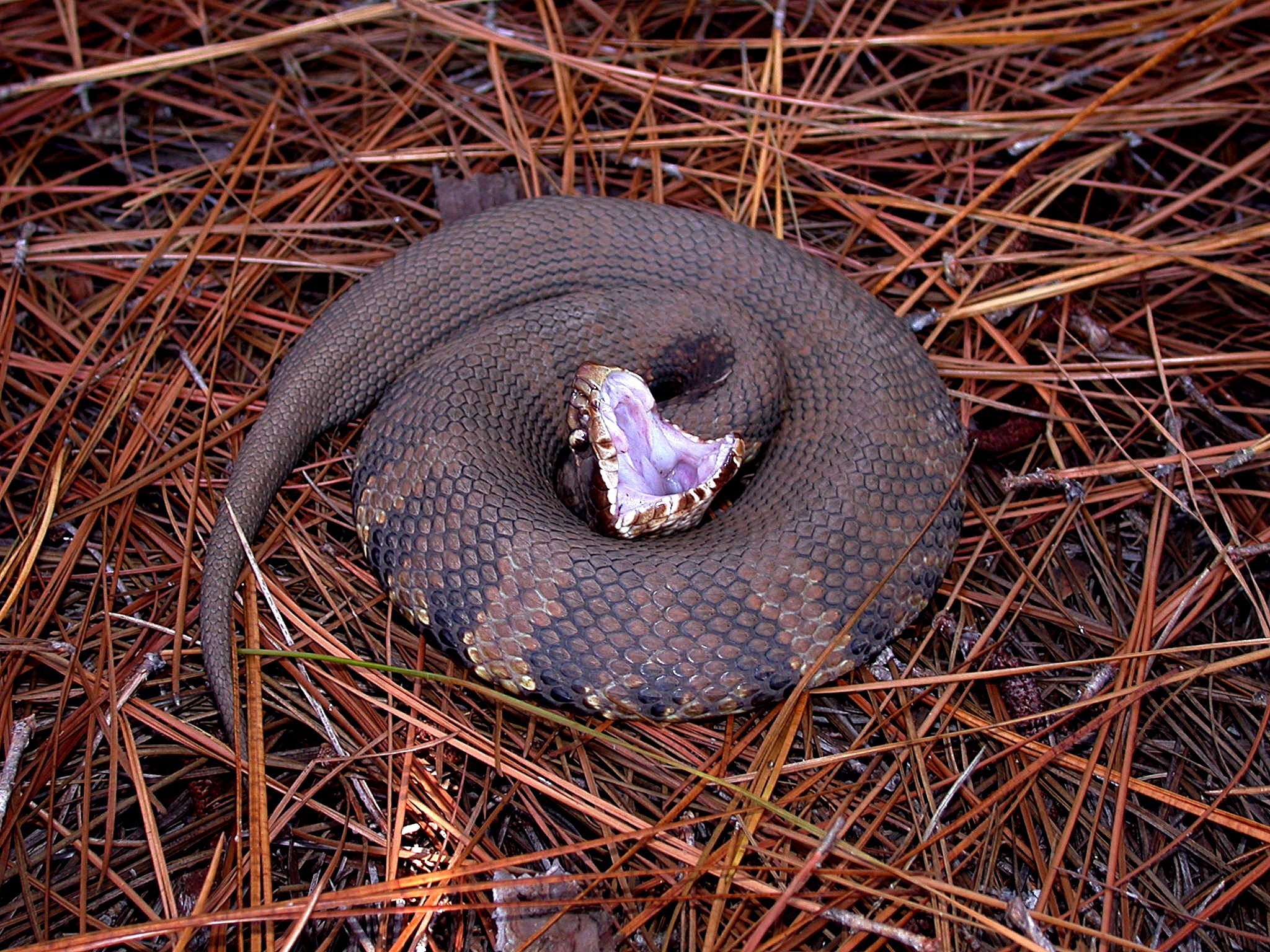 Cottonmouth (Water Moccasin) identification photo