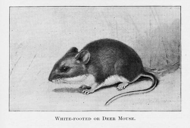 Deer Mouse identification photo