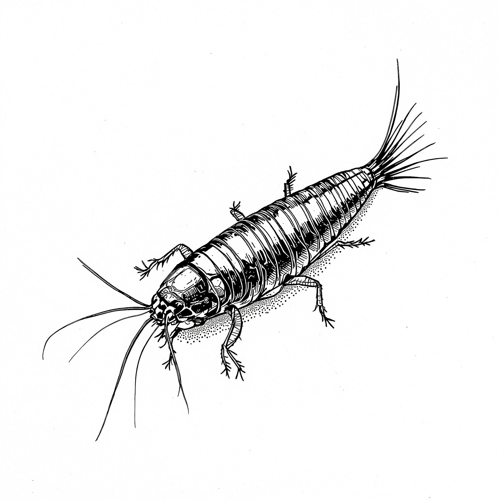Silverfish