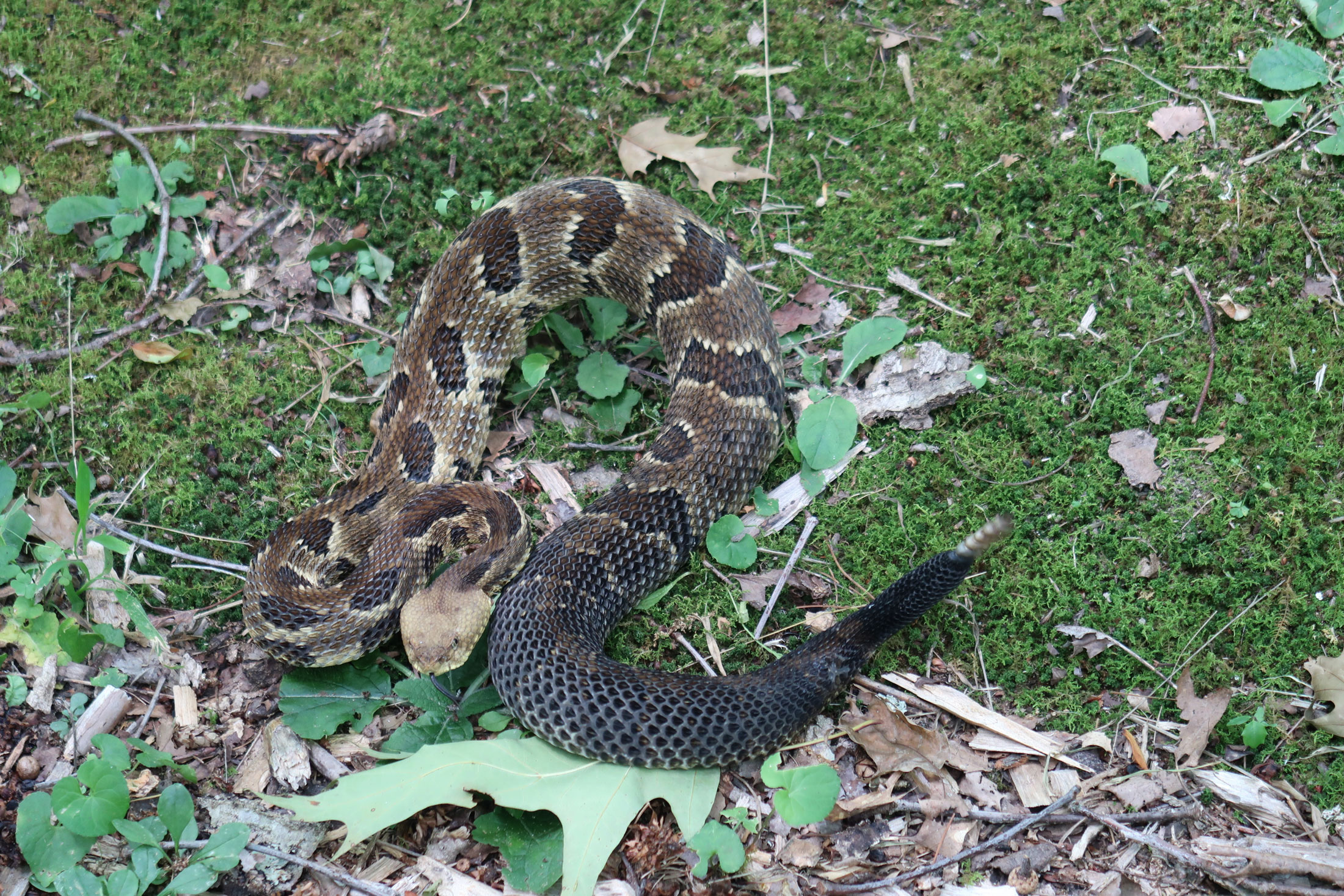 Snake found near residential property - common in Texas, Oklahoma, Louisiana, and Mississippi yards