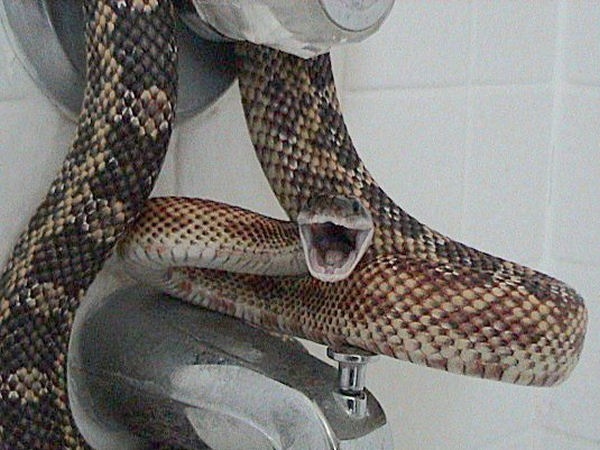 Texas Rat Snake identification photo