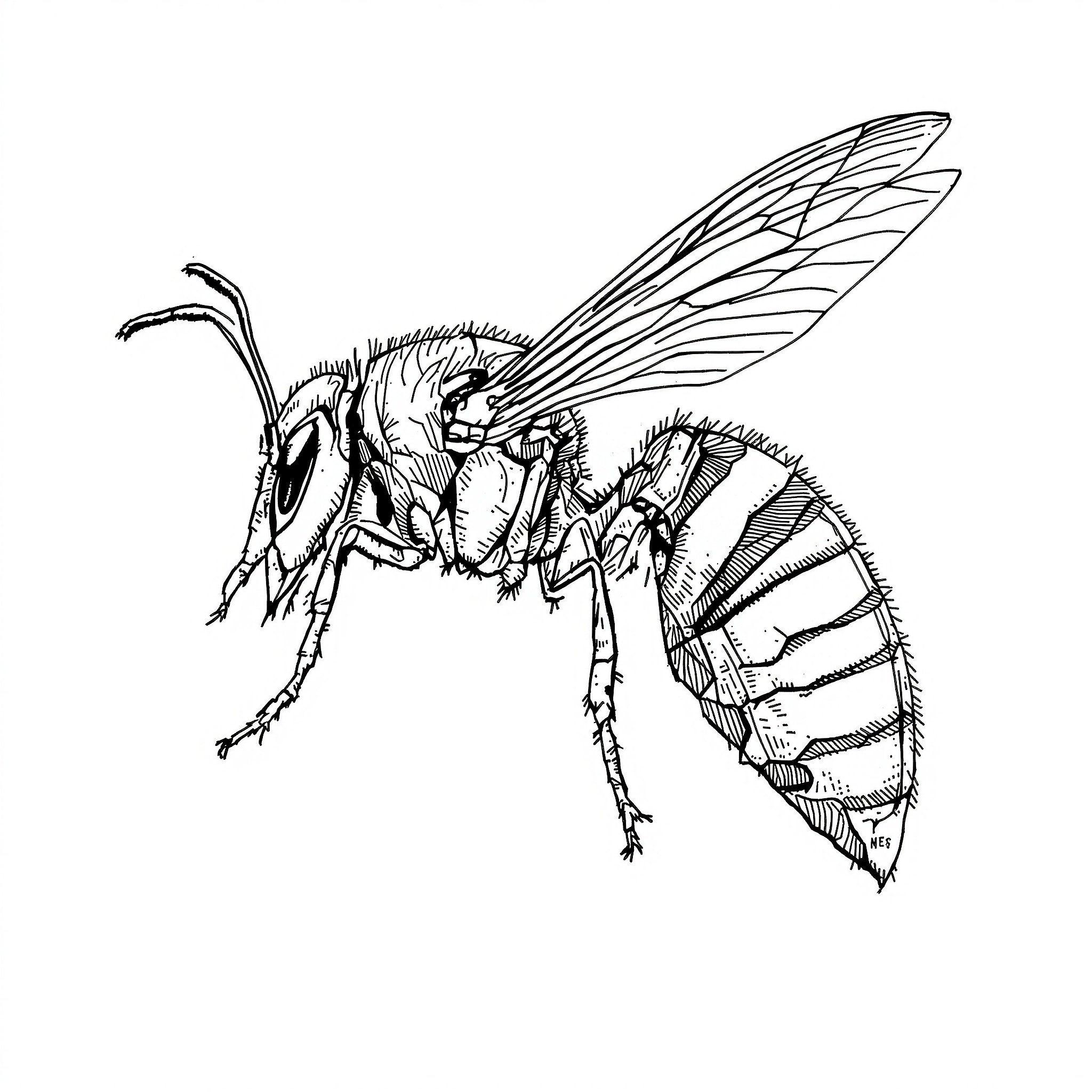 Wasps illustration