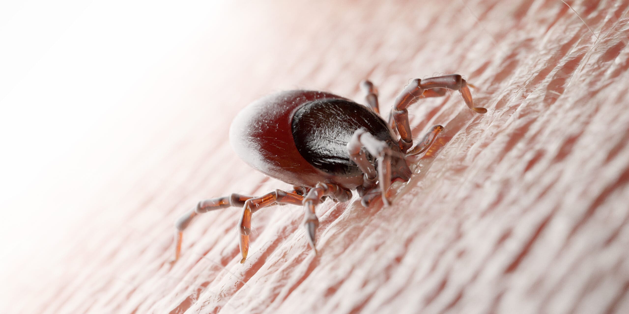 Ticks Identification and Control Guide | Romex Pest Detective Encyclopedia